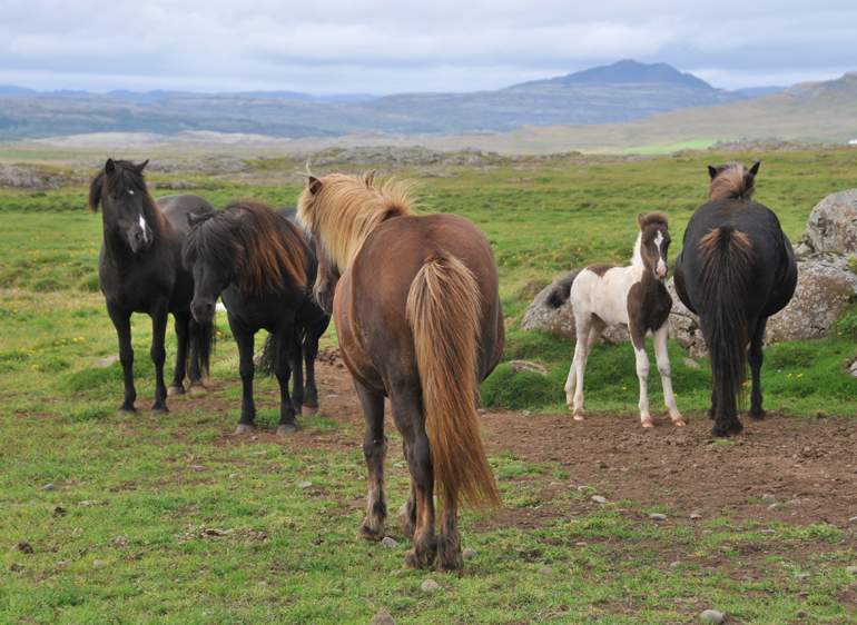 Islandia 2025