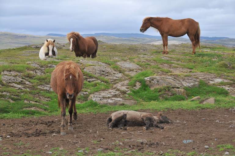 Islandia 2025