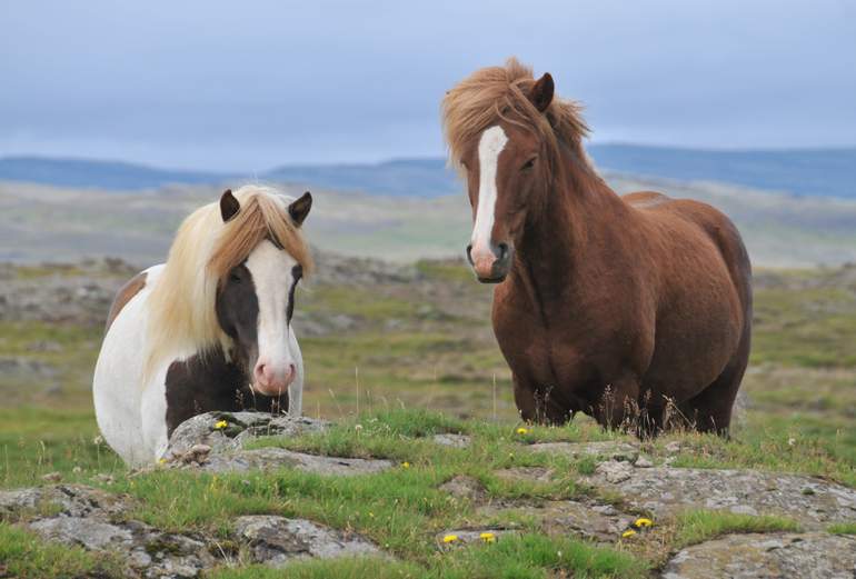 Islandia 2025