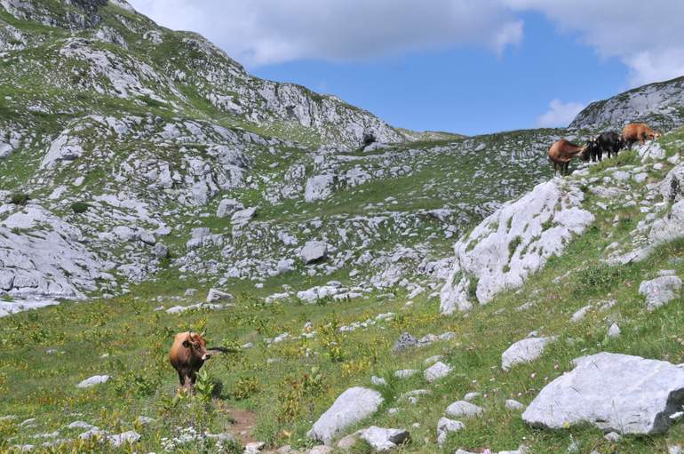 Albania 2026
