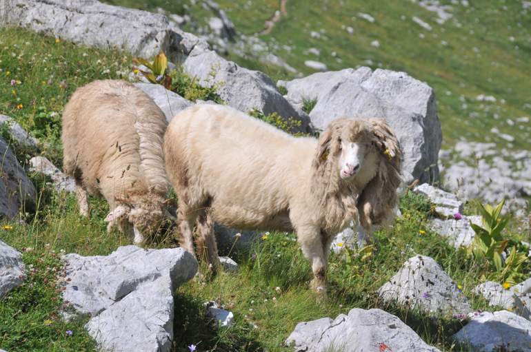 Albania 2026