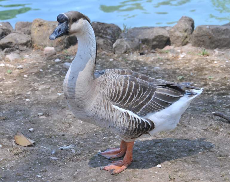 Włochy 2026
