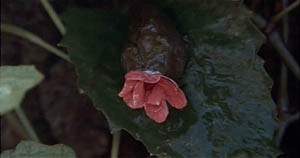 Invasion of the Body Snatchers