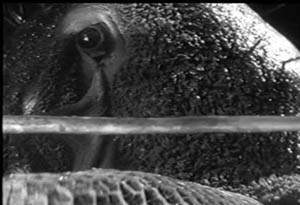 The Quatermass Xperiment