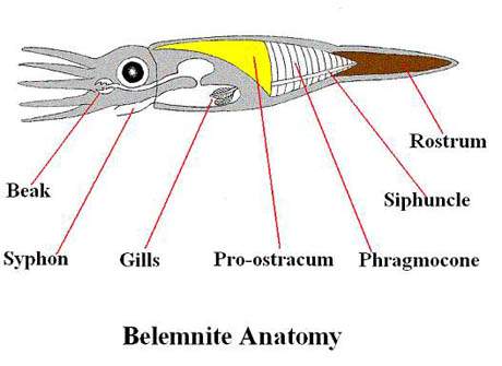 belemnit